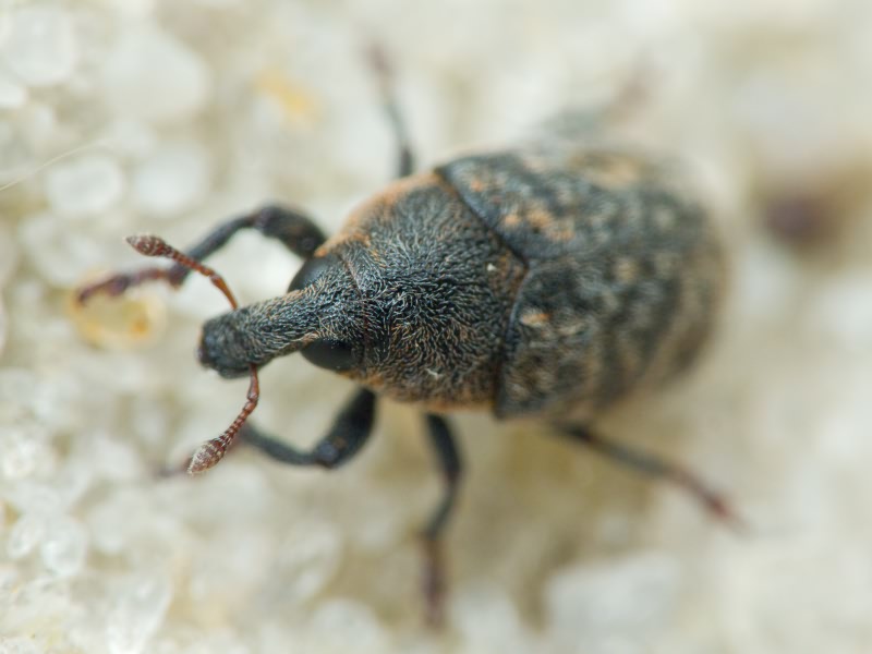 Larinus obtusus Gyllenhal, 1835